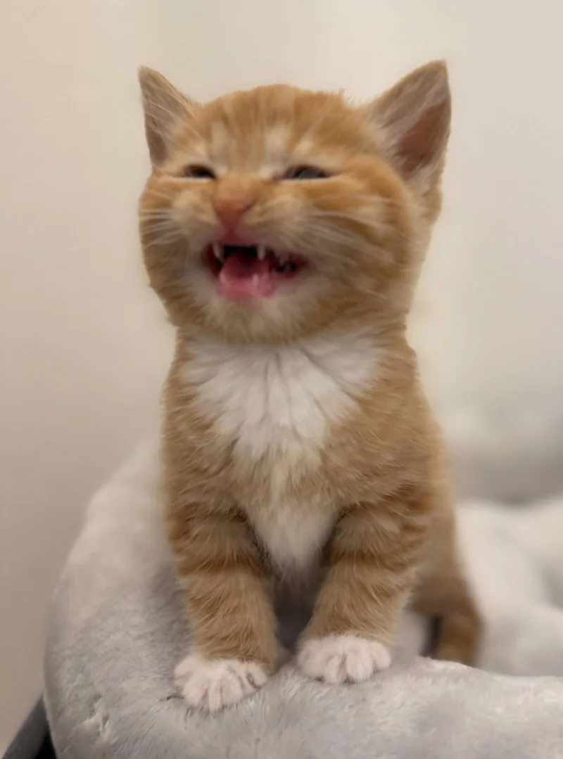 A baby medium-sized female Orange & White Domestic Short Hair cat named Ginger for adoption in Campbell, CA