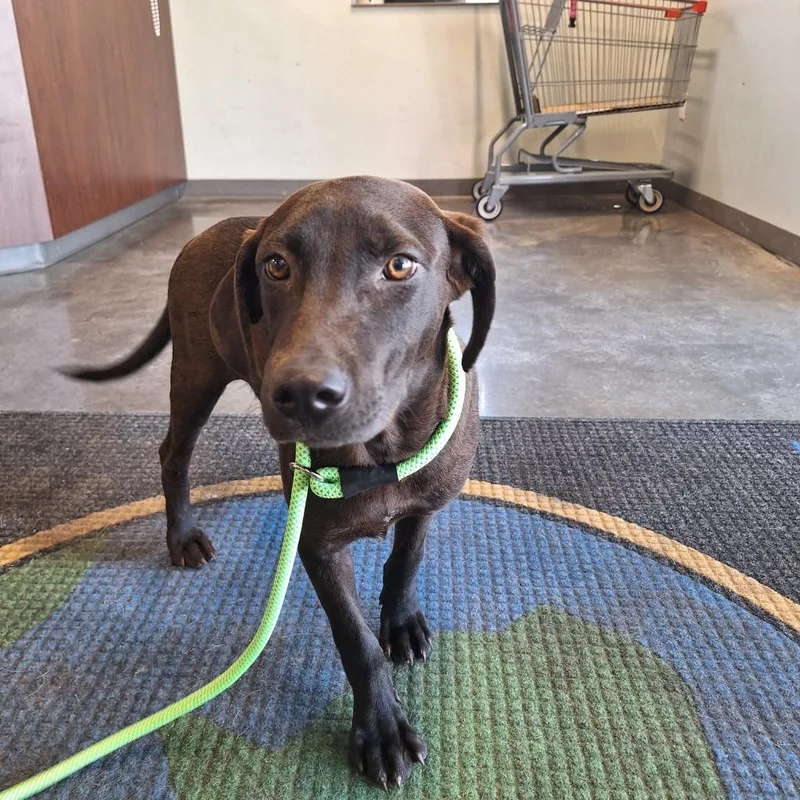 A baby medium-sized male Labrador Retriever dog named Koda for adoption in Gautier, MS