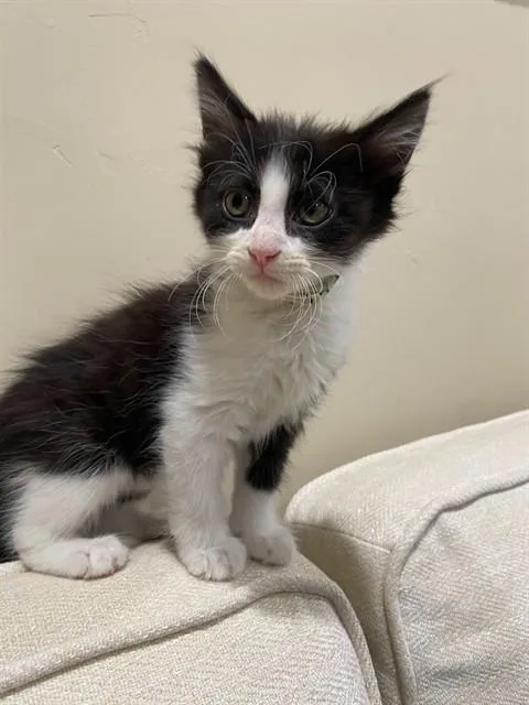 A baby small-sized female Domestic Short Hair cat named Monkey for adoption in Tustin, CA