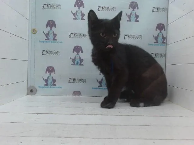A baby small-sized male Domestic Short Hair cat named A for adoption in Orlando, FL