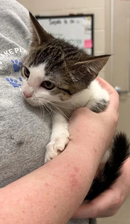 A baby small-sized female Domestic Short Hair cat named Pip for adoption in Fishers, IN