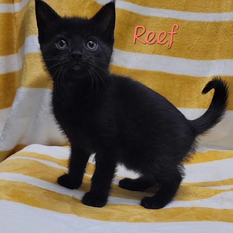 A baby small-sized female Black Domestic Short Hair cat named Reef for adoption in Parkersburg, WV