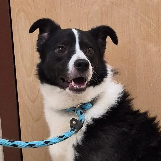 An adult medium-sized male Black Border Collie dog named Charlie for adoption in Reno, NV