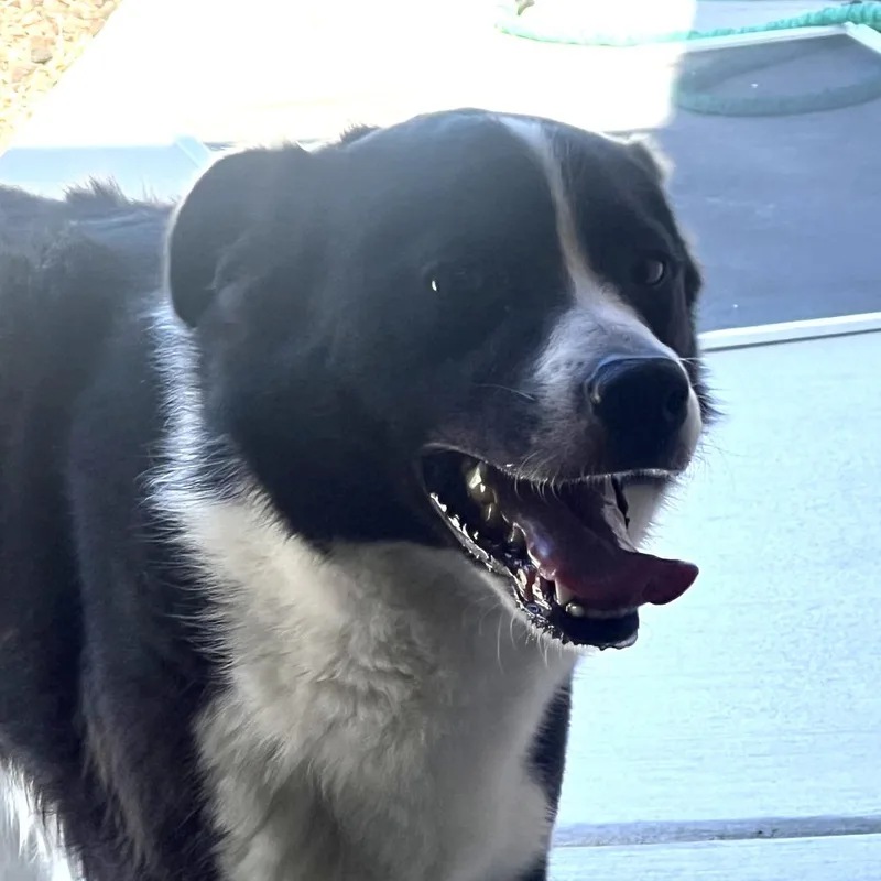 Charlie thumbnail 2