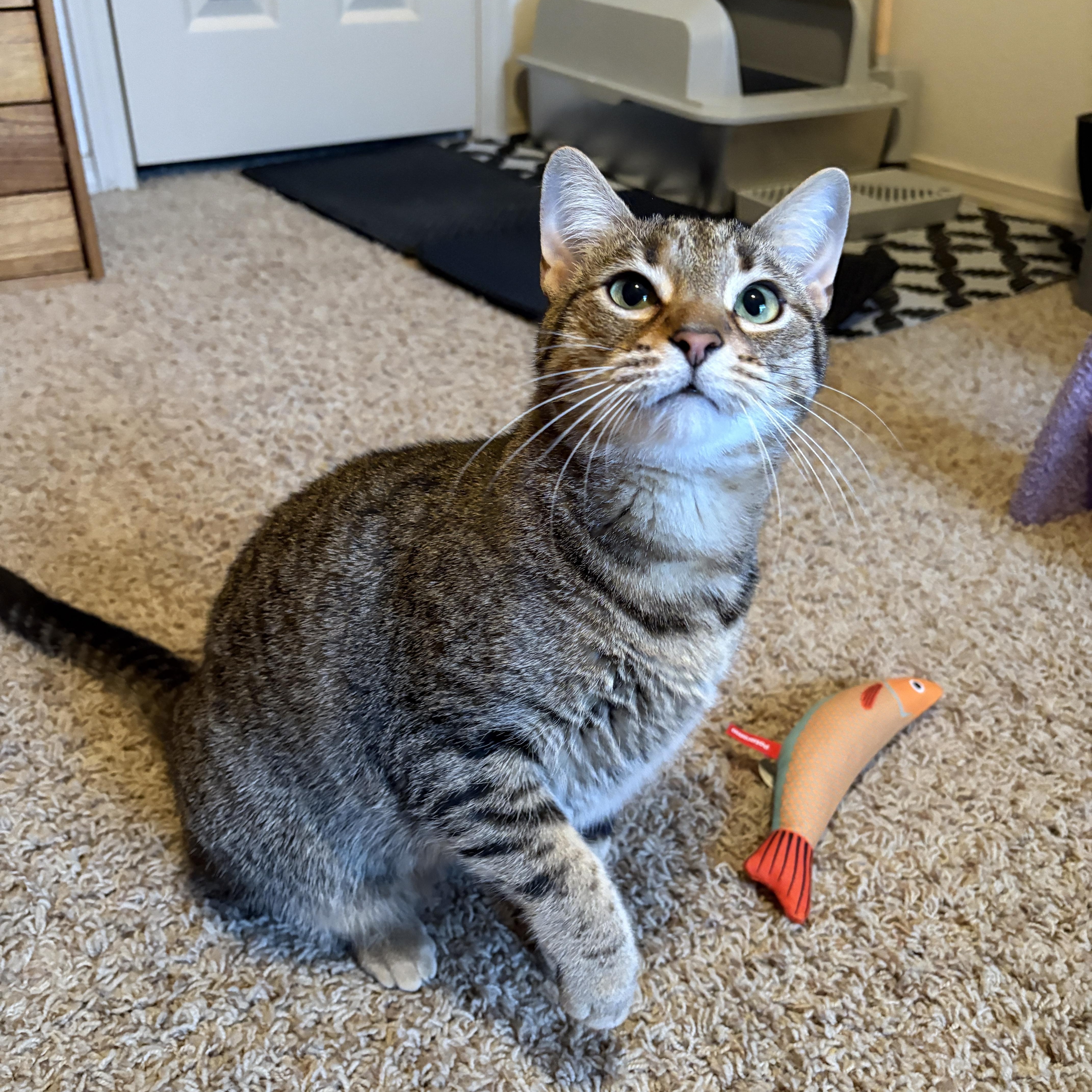 An adult medium-sized female Domestic Short Hair cat named Mango for adoption in Guthrie, OK