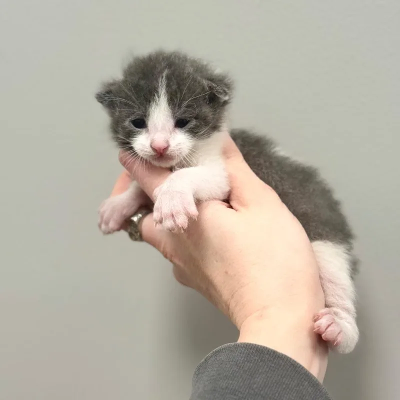 A baby small-sized male Gray / Blue / Silver Domestic Short Hair cat named Gw for adoption in Spring Hill, KS