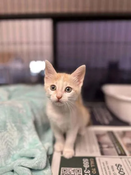 A baby small-sized female Domestic Short Hair cat named Linda for adoption in Visalia, CA