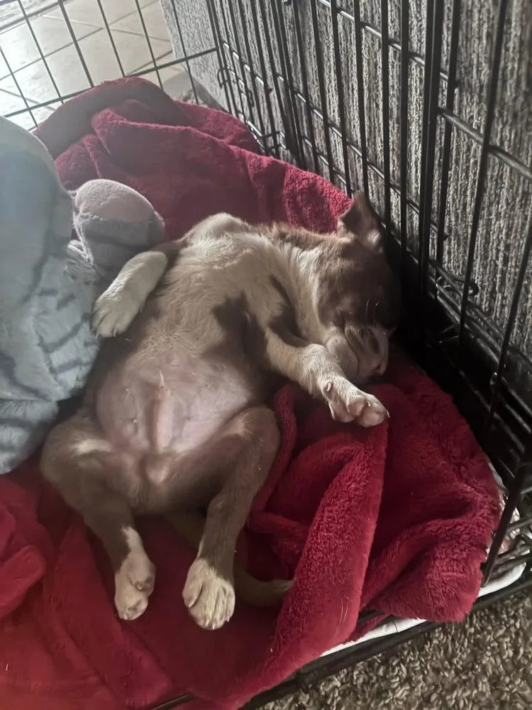 A baby small-sized male Terrier dog named Bernard for adoption in Colorado Springs, CO