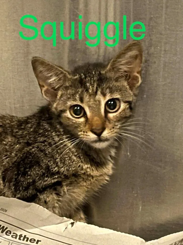 A baby small-sized female Domestic Short Hair cat named Squiggle for adoption in Princeton, IN