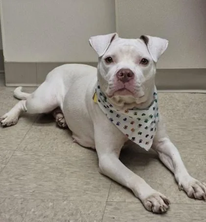 An adult medium-sized female White / Cream Mixed Breed dog named Tangerine for adoption in Hamilton, OH