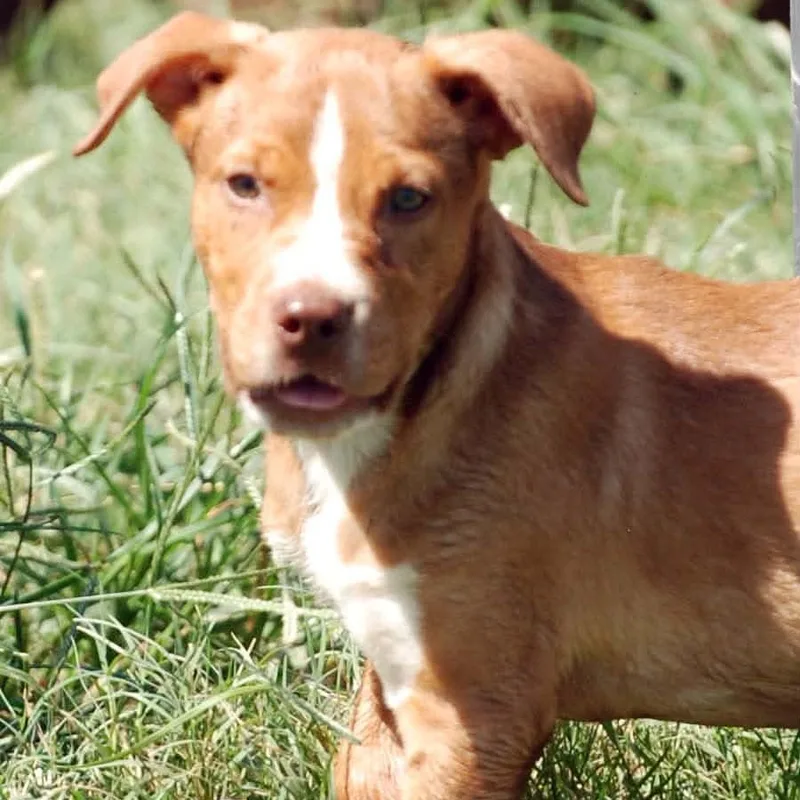 A baby large-sized male Red / Chestnut / Orange Pit Bull Terrier dog named Baron for adoption in Madisonville, TX