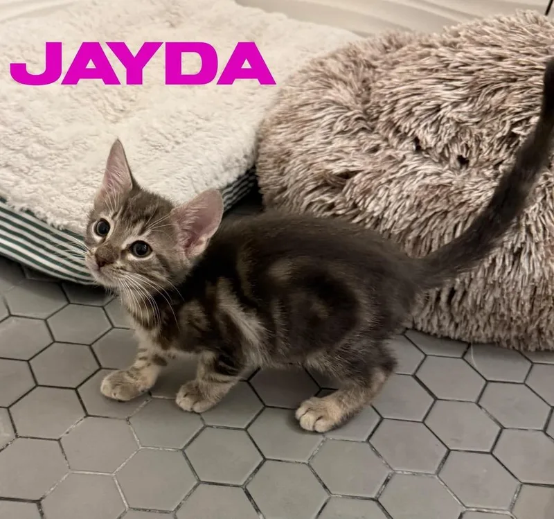 A baby small-sized female Domestic Short Hair cat named Jayda for adoption in Orlando, FL