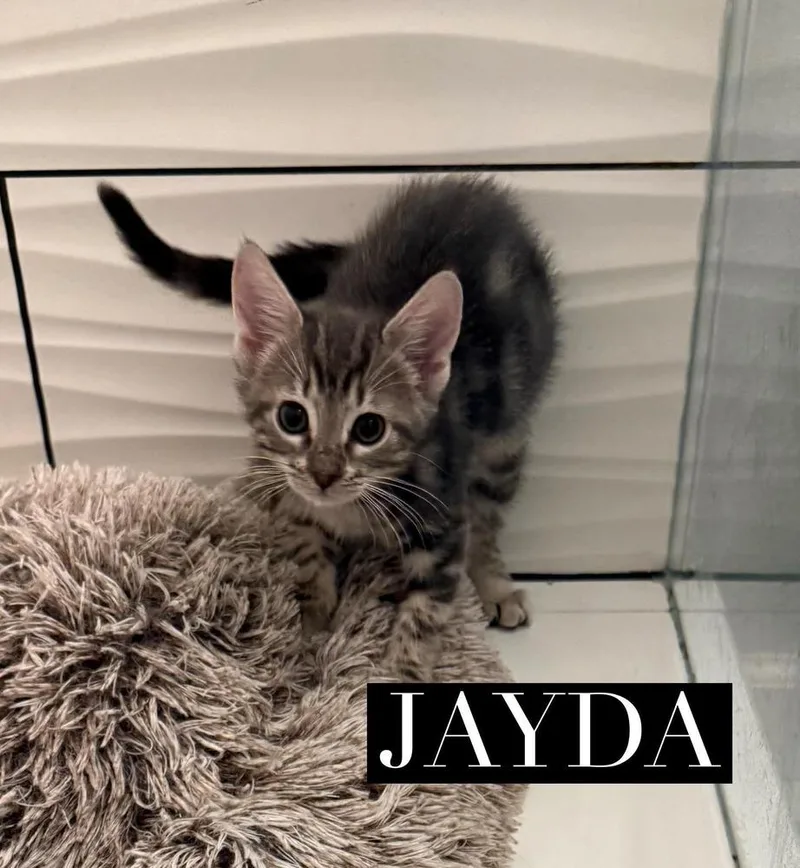 Jayda thumbnail 2