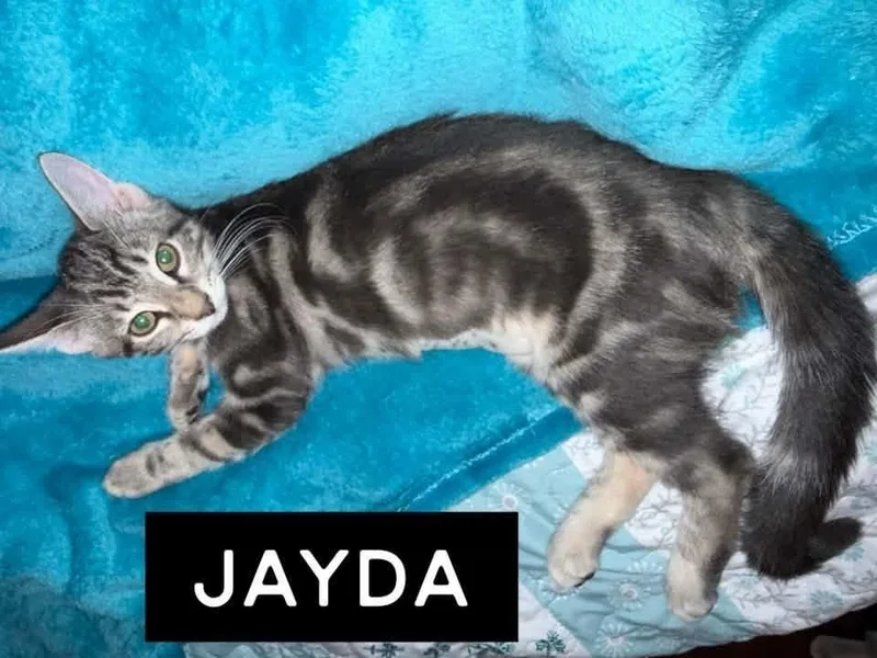 Jayda thumbnail 4