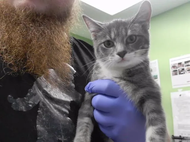 A young medium-sized female Domestic Short Hair cat named Bewilderbeast for adoption in Omaha, NE