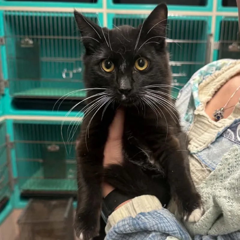 A baby small-sized male Black Domestic Short Hair cat named Acorn for adoption in Edwardsville, IL