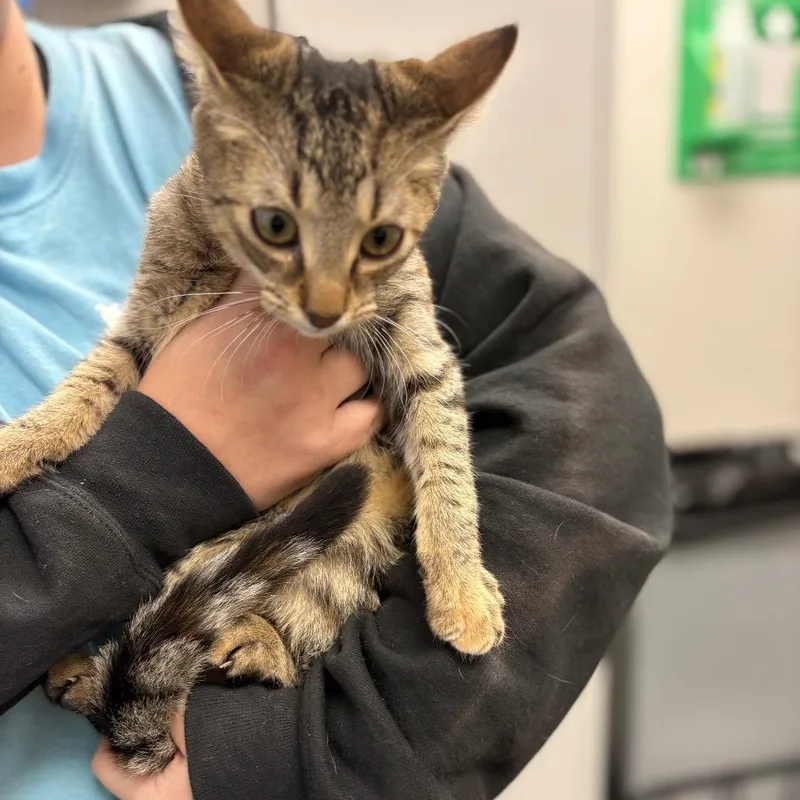 A baby small-sized female Black Domestic Short Hair cat named Precious for adoption in Columbiana, AL