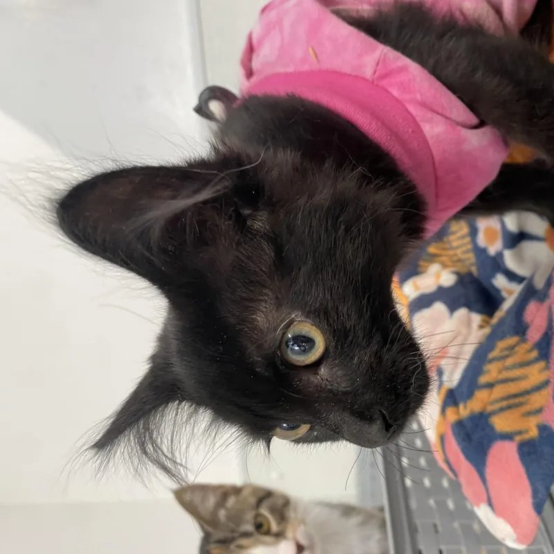 A young medium-sized female Domestic Medium Hair cat named Stevie for adoption in Belleville, MI