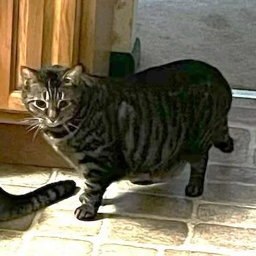 An adult small-sized male Gray / Blue / Silver Domestic Short Hair cat named Tom for adoption in Washington, DC