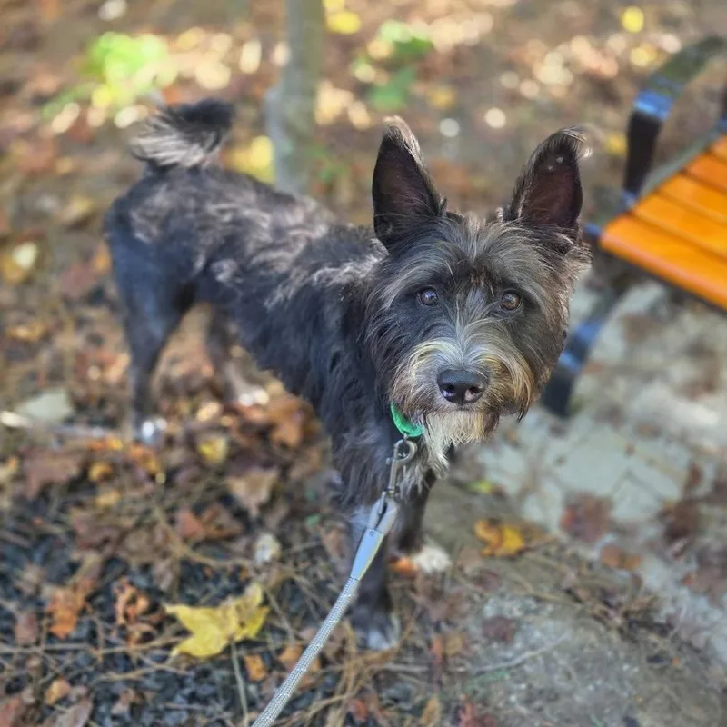 A young medium-sized male Black Mixed Breed dog named Dragomir for adoption in Fredericksburg, VA