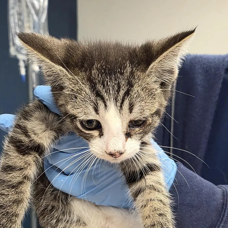 A baby small-sized male Brown / Chocolate Domestic Short Hair cat named Odie for adoption in Newark, NJ