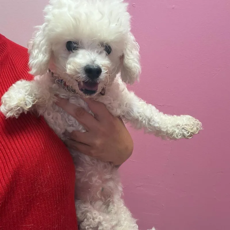 A senior small-sized female White / Cream Miniature Poodle dog named Bella for adoption in Webster, TX