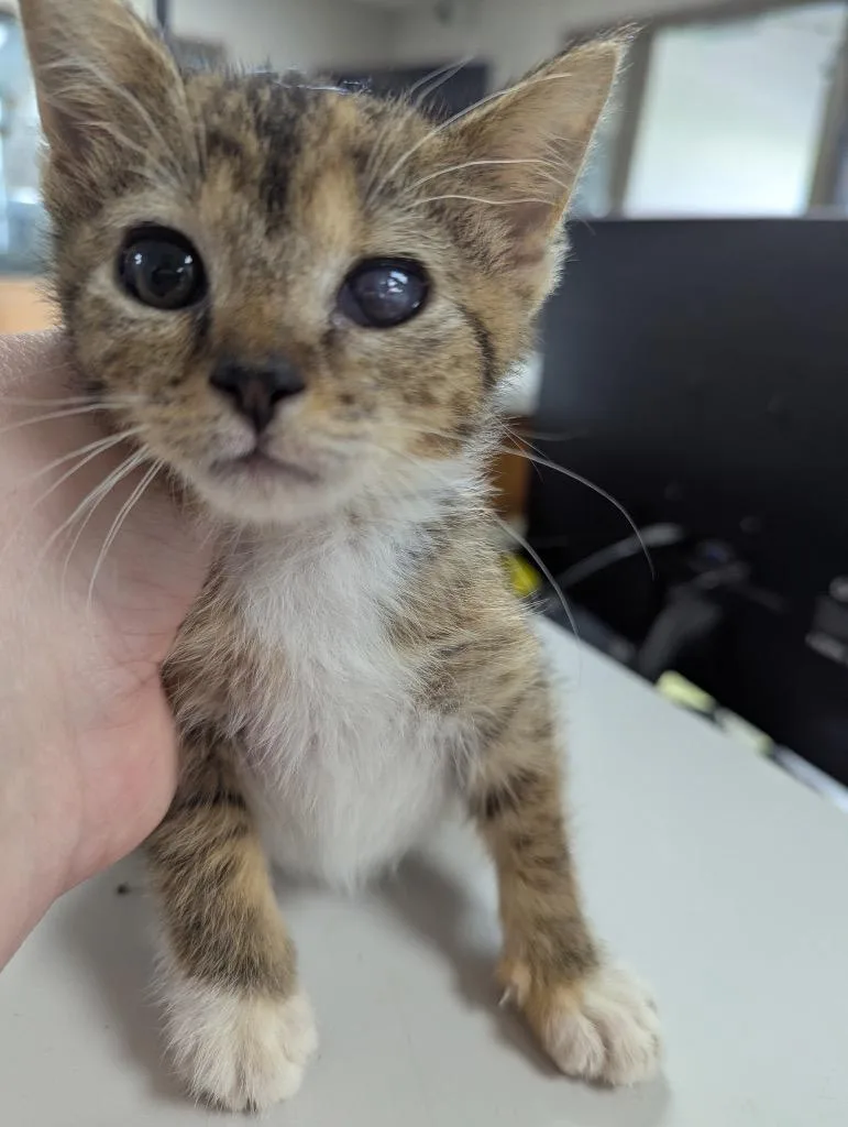 A baby small-sized female Domestic Short Hair cat named Diet Coke for adoption in New Manchester, WV