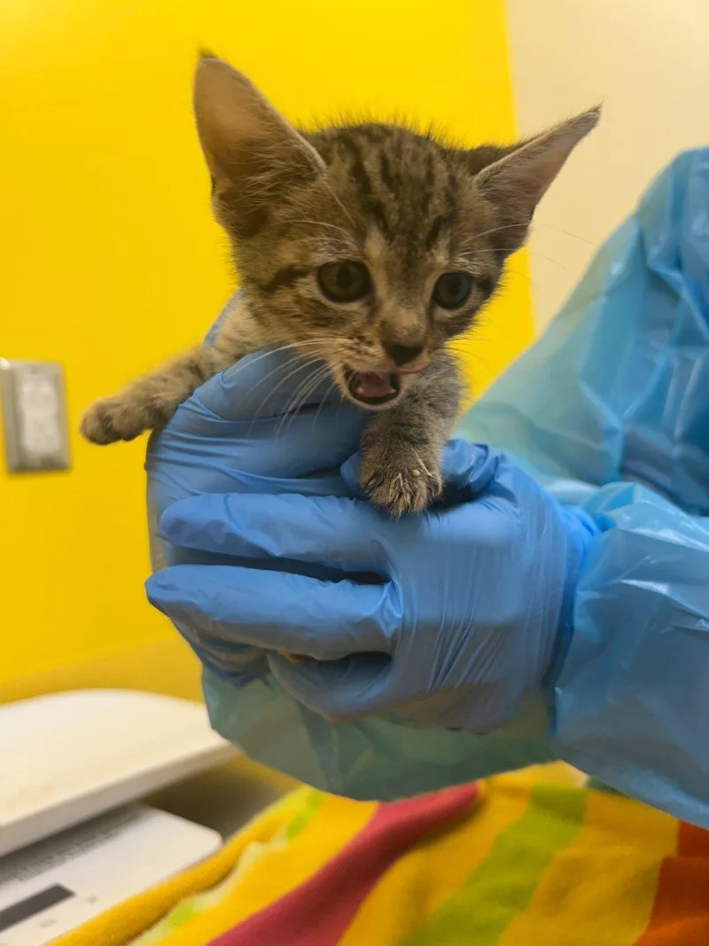 A baby small-sized female Tabby (Brown / Chocolate) Domestic Short Hair cat named Gidget for adoption in Raleigh, NC