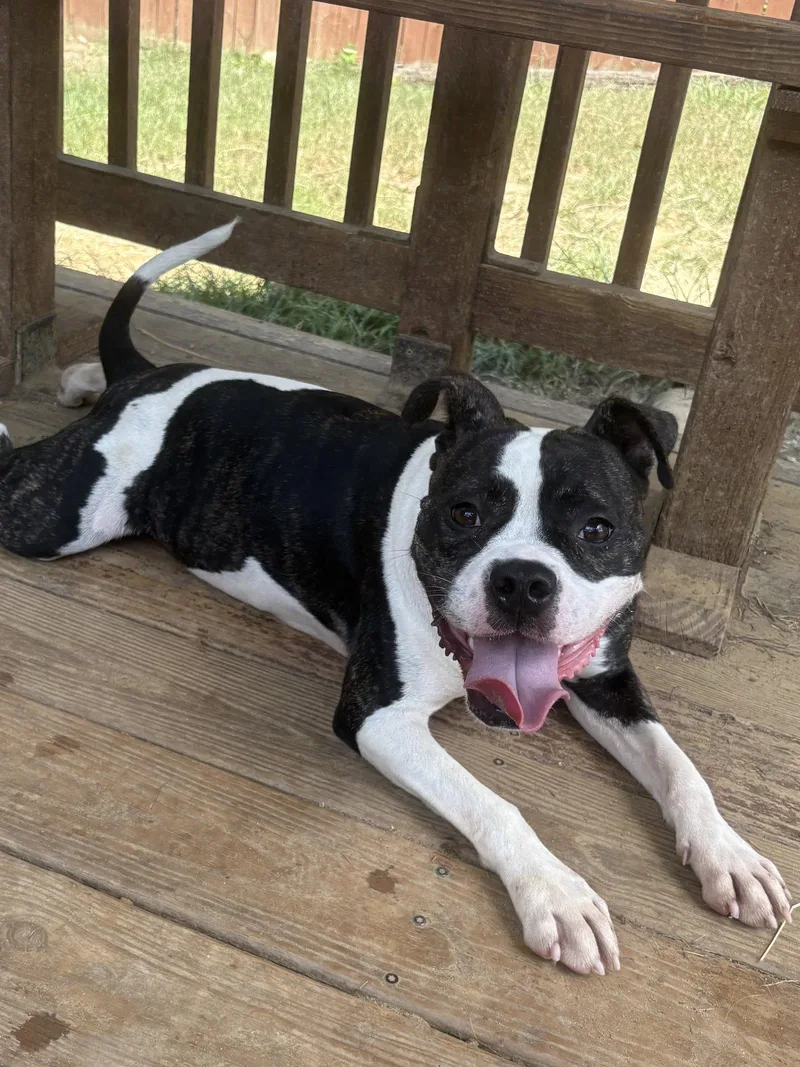 An adult large-sized female Pit Bull Terrier dog named Baby Girl for adoption in Wetumpka, AL