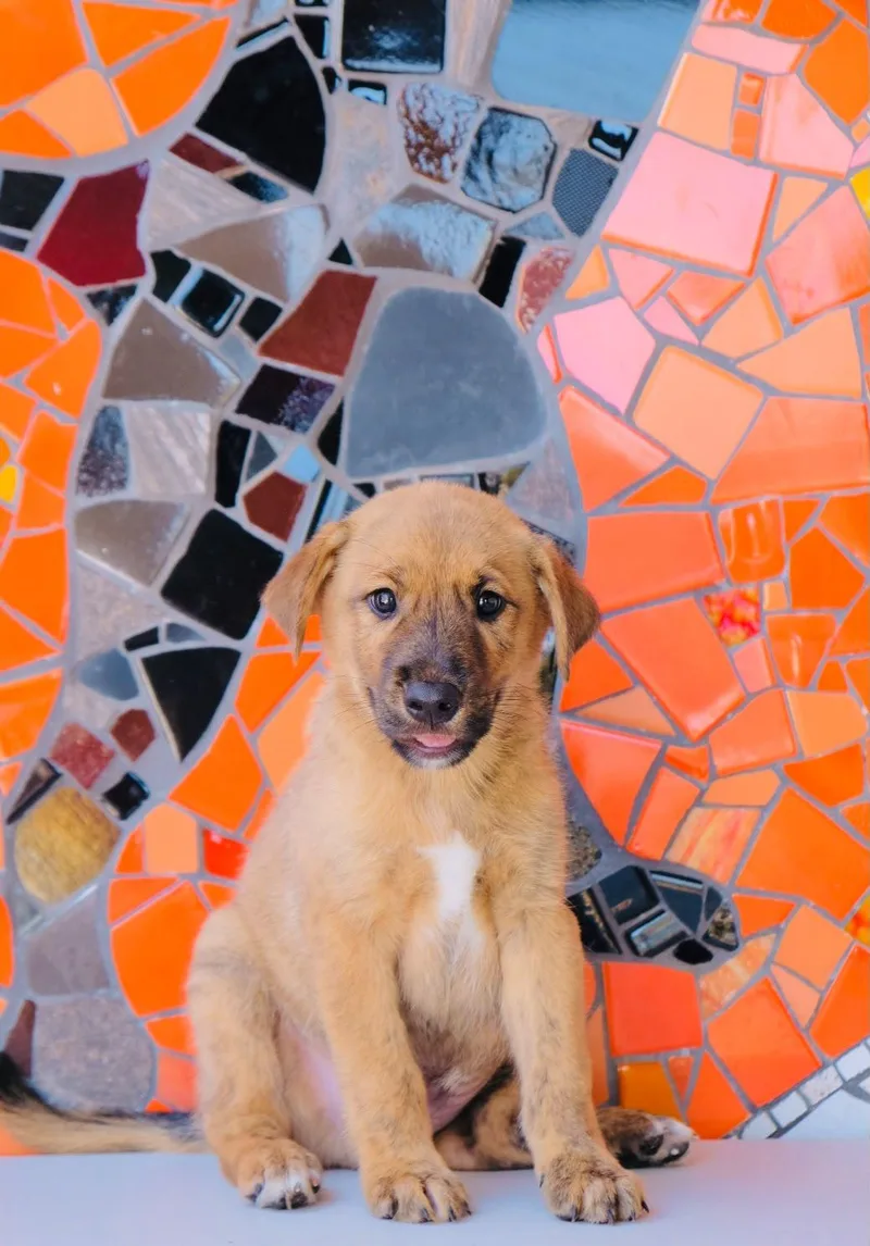 Spain Pup—Seville