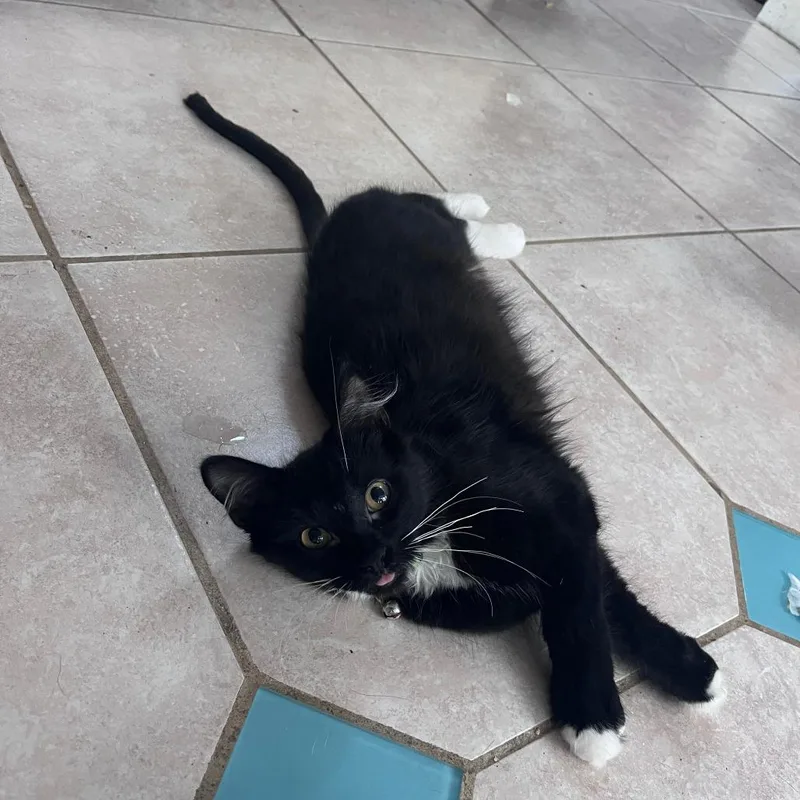 A young medium-sized male Black Domestic Short Hair cat named Everest for adoption in Houston, TX