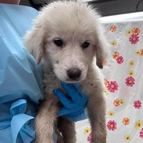 A baby small-sized female White / Cream Great Pyrenees dog named Snow for adoption in Bastrop, TX