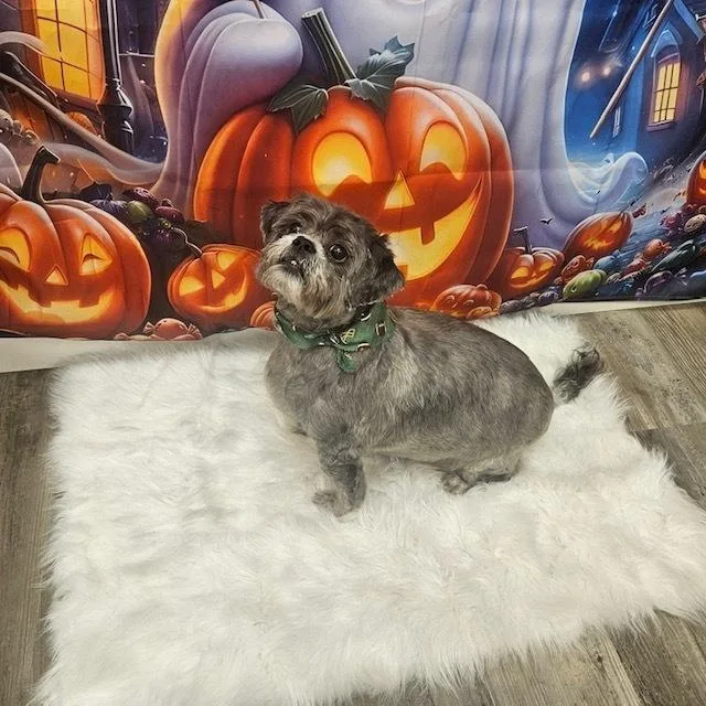 Meiko Bonded To Honey thumbnail 2