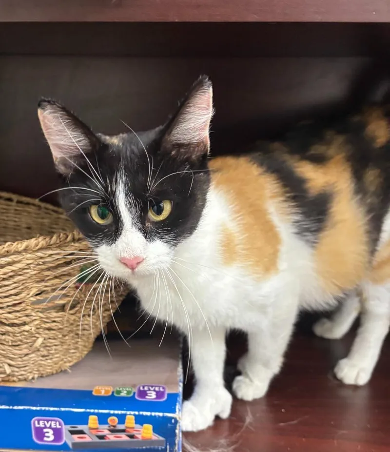 An adult large-sized female Calico cat named Thumbelina for adoption in Little Elm, TX
