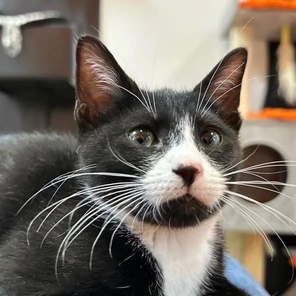 A baby medium-sized male Black & White / Tuxedo Domestic Short Hair cat named Boots at Fat Cat for adoption in Tallahassee, FL