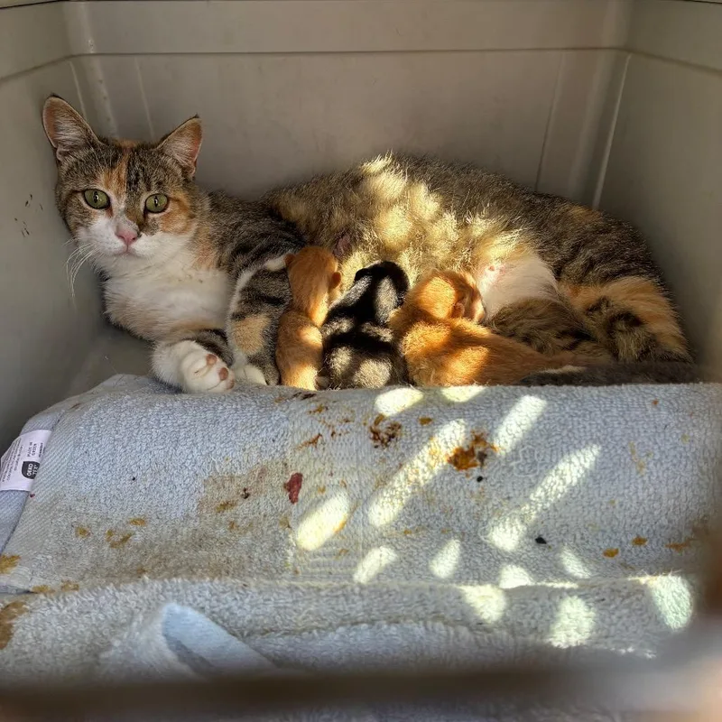 A young medium-sized female Calico Domestic Short Hair cat named Genie for adoption in Morganfield, KY