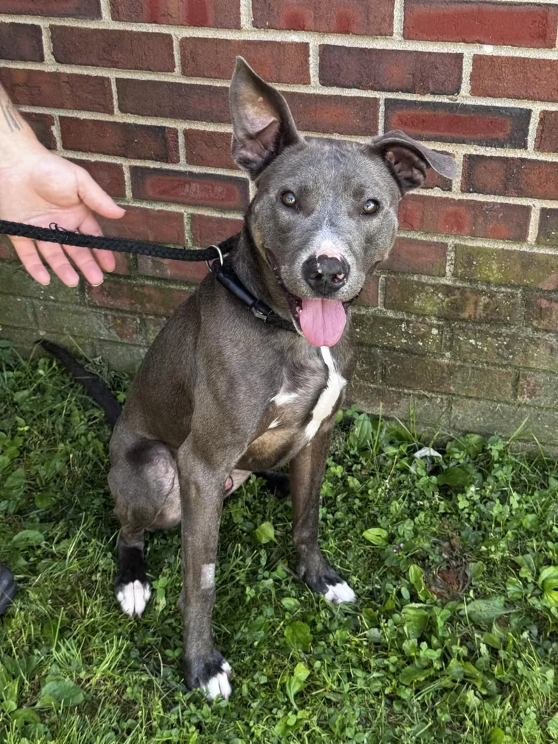 An adult medium-sized male Mixed Breed dog named Diesel for adoption in Norwich, NY