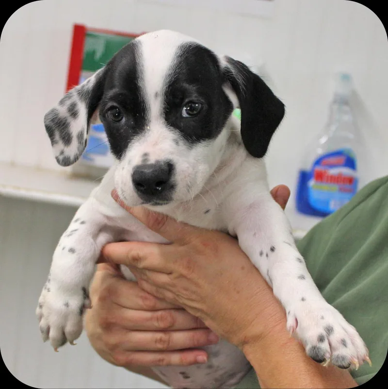 A baby medium-sized male White / Cream Mixed Breed dog named Hank for adoption in Amelia, OH