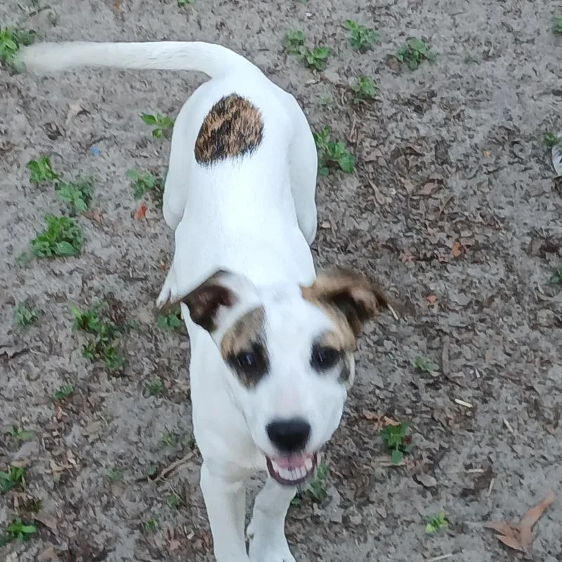 A baby medium-sized female Brindle Mixed Breed dog named Windy for adoption in Williston, FL