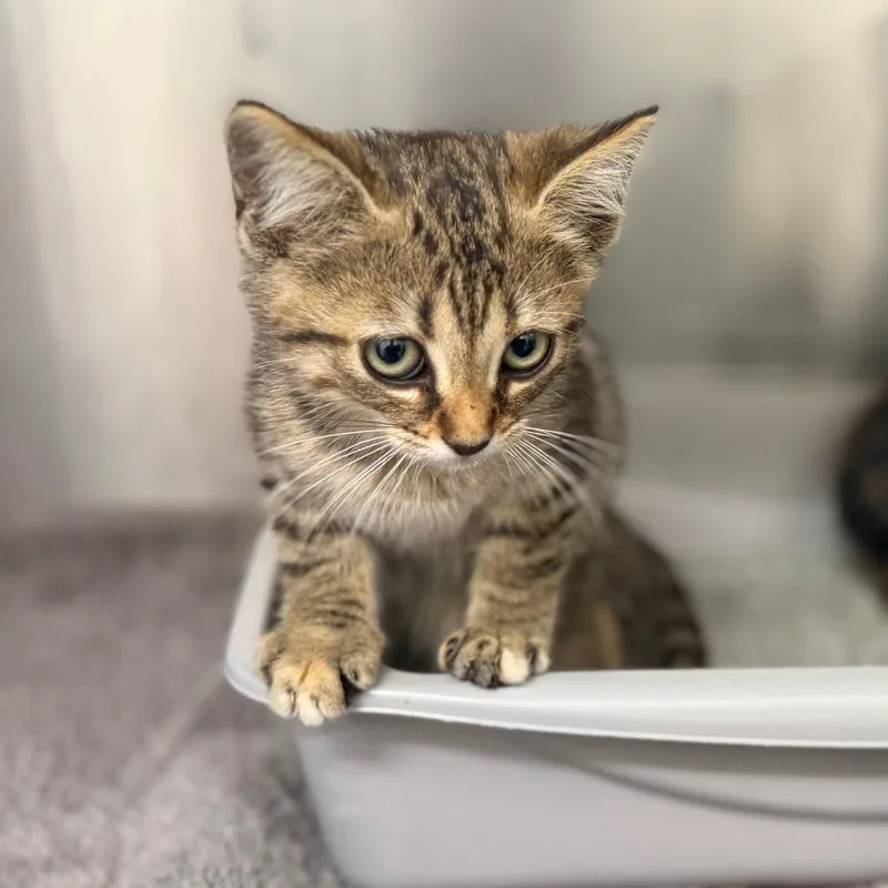 A baby small-sized female Torbie Domestic Short Hair cat named Harper for adoption in Auburn, AL