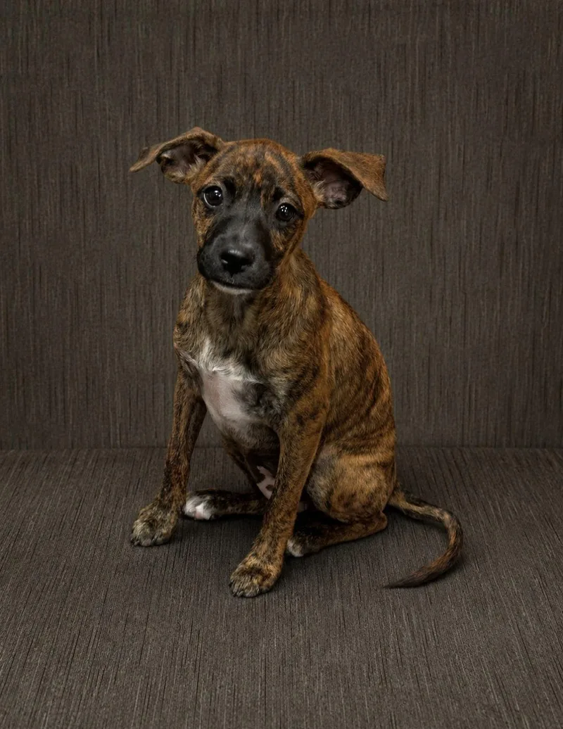 A baby medium-sized female Mixed Breed dog named Brandi for adoption in Morganville, NJ