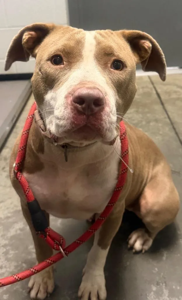 A young large-sized female Pit Bull Terrier dog named Hazel for adoption in Henderson, NC