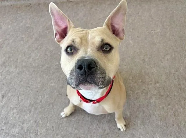 An adult medium-sized female Pit Bull Terrier dog named Minnie for adoption in Saint Louis, MO