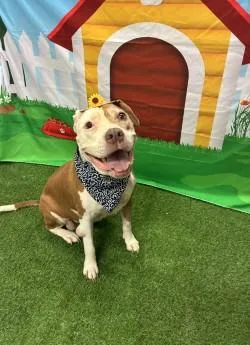 A senior medium-sized female Brown / Chocolate Pit Bull Terrier dog named Nessie for adoption in Woodbine, GA