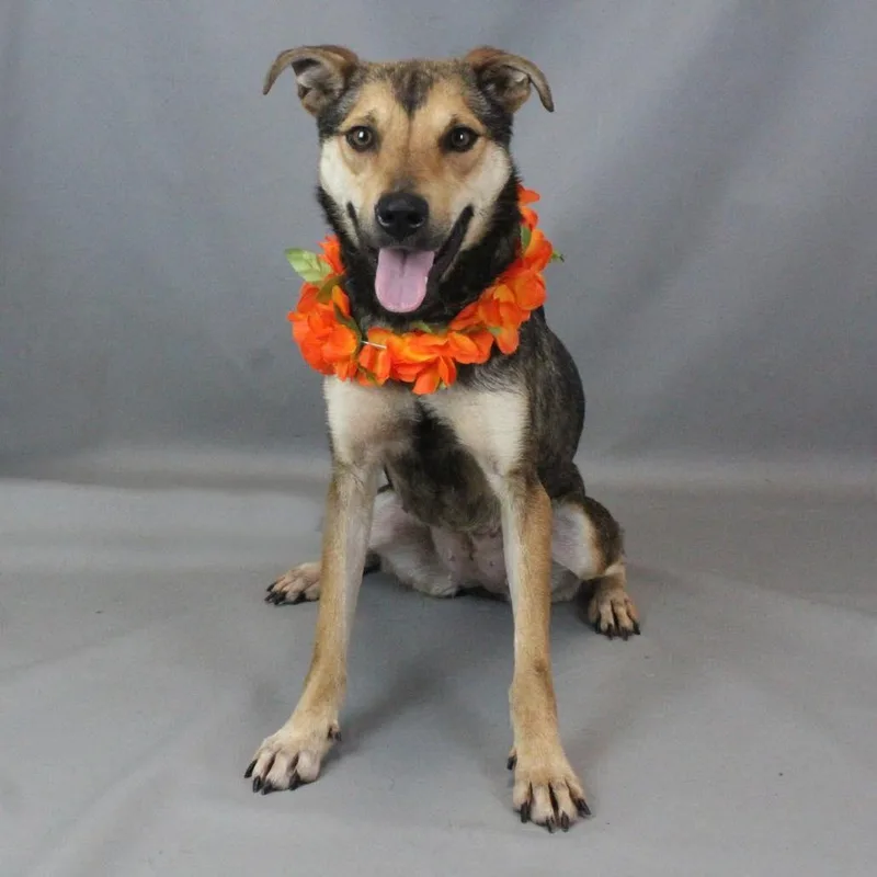 Gummy Bear thumbnail 3