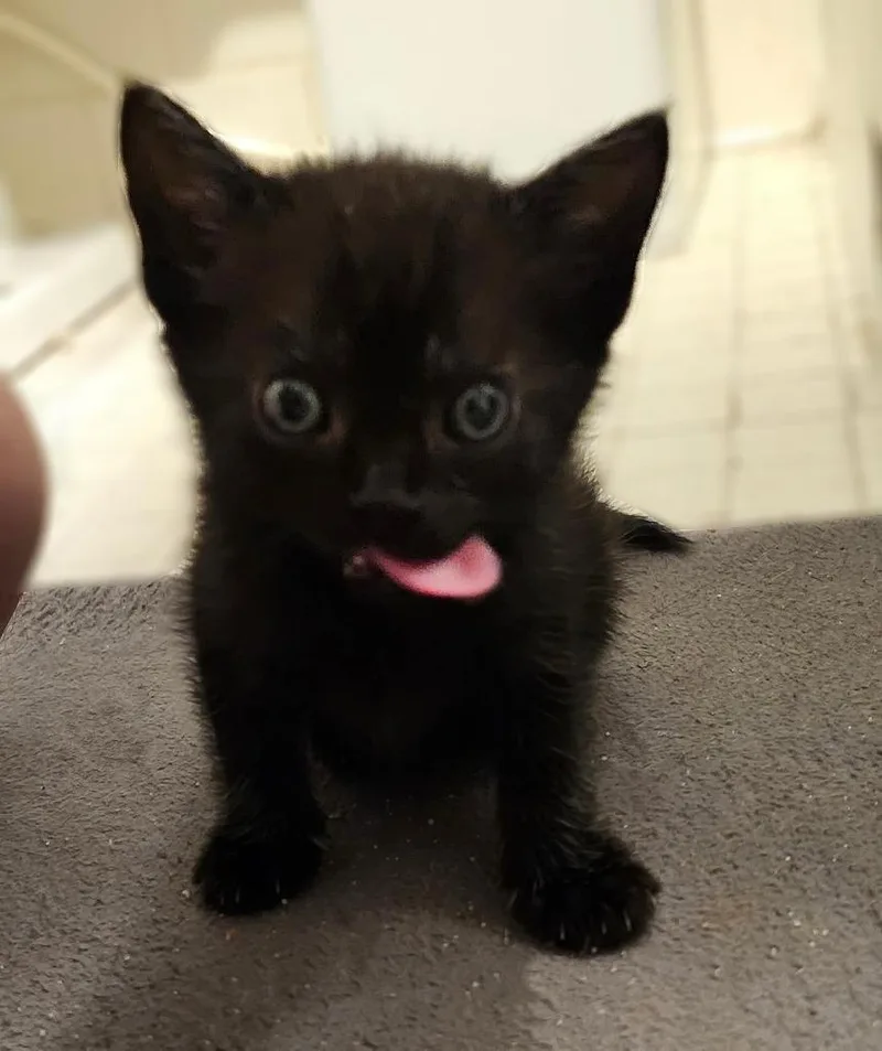 A baby medium-sized female Domestic Short Hair cat named Moops for adoption in Hoover , AL
