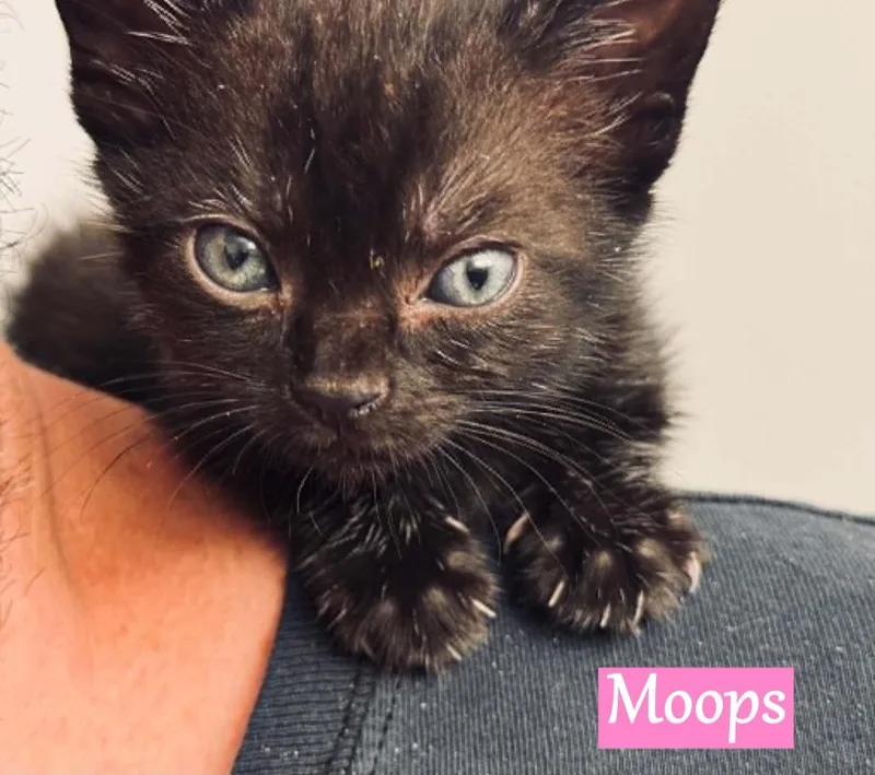 Moops thumbnail 3