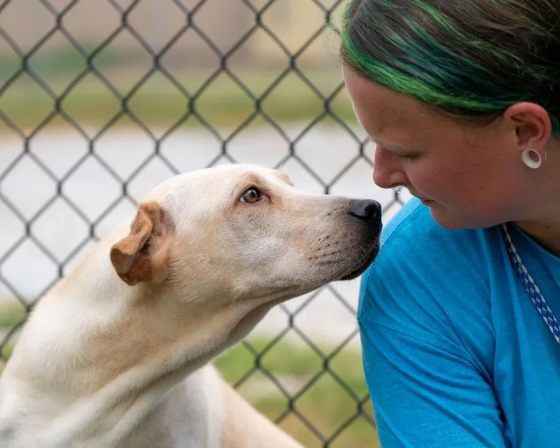 A baby medium-sized female Shar-Pei dog named Maple for adoption in Lavonia, GA