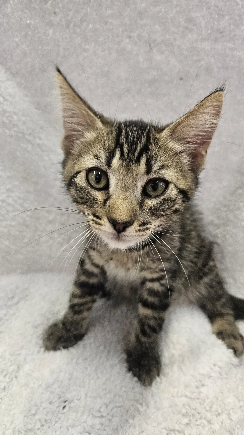 A baby medium-sized male Domestic Short Hair cat named Winston for adoption in Antioch, CA