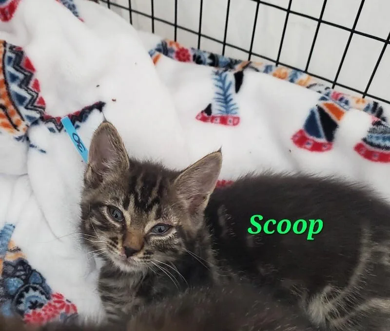 A baby medium-sized male Domestic Short Hair cat named Scoop One for adoption in Diamond Springs, CA